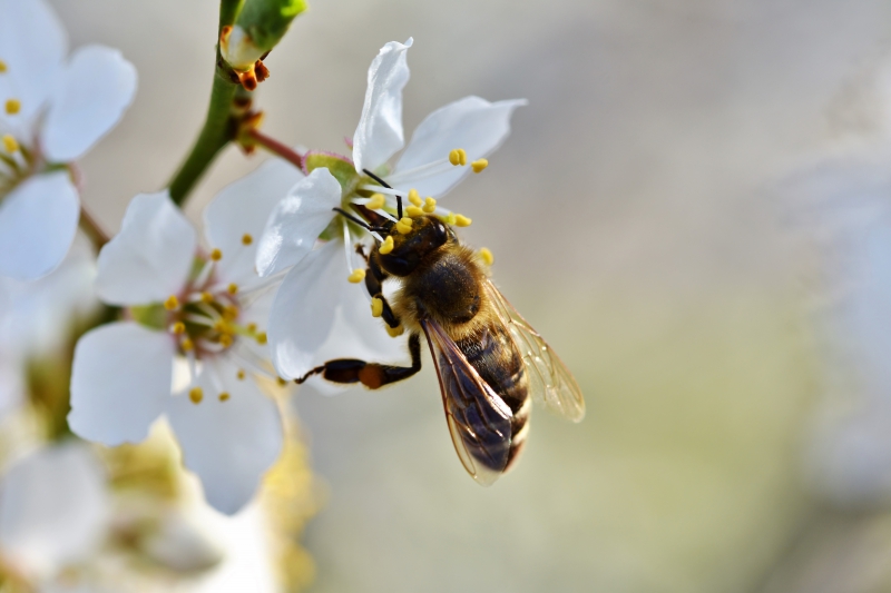 jardinerie-SOLLIES PONT-min_bee-4092986